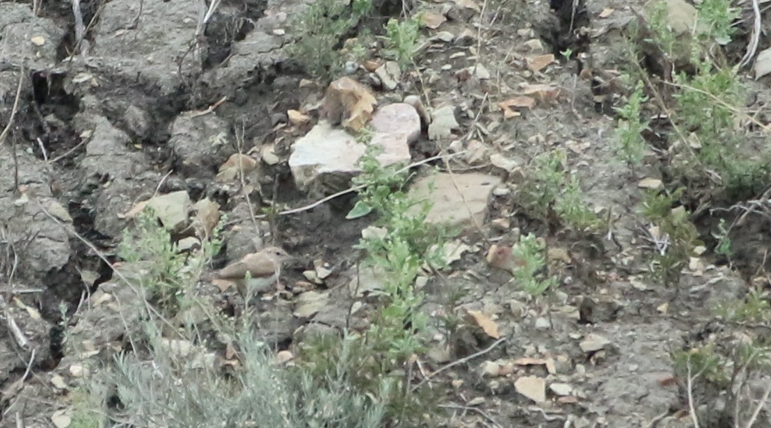 Rock Wren - ML642091652