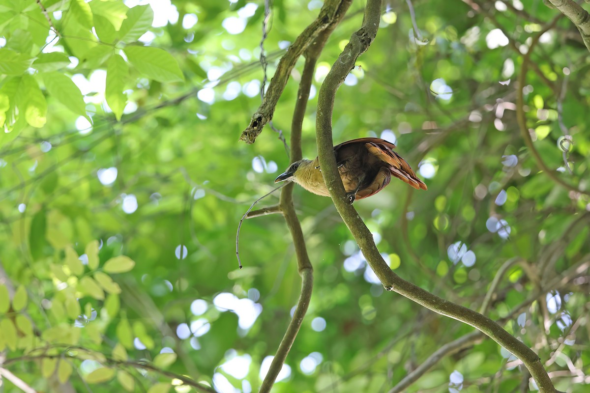 Bay Coucal - ML642091659