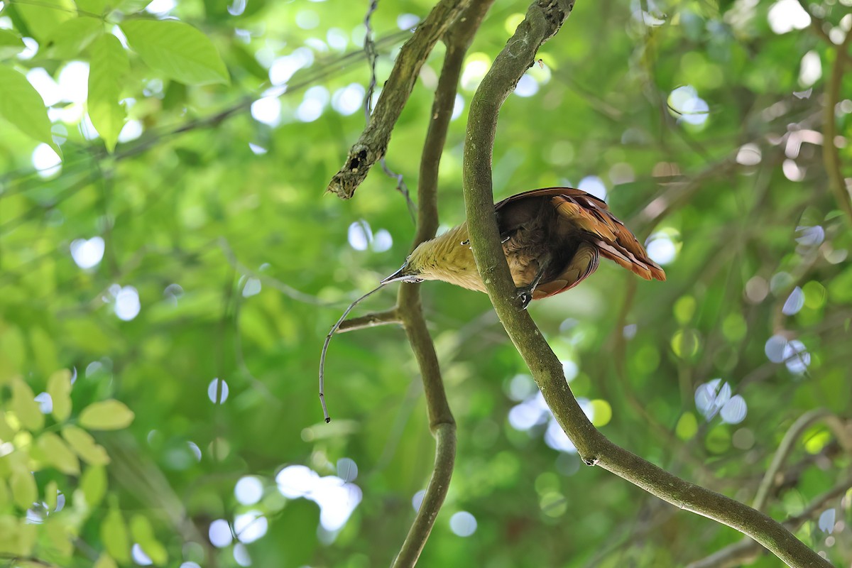Bay Coucal - ML642091660