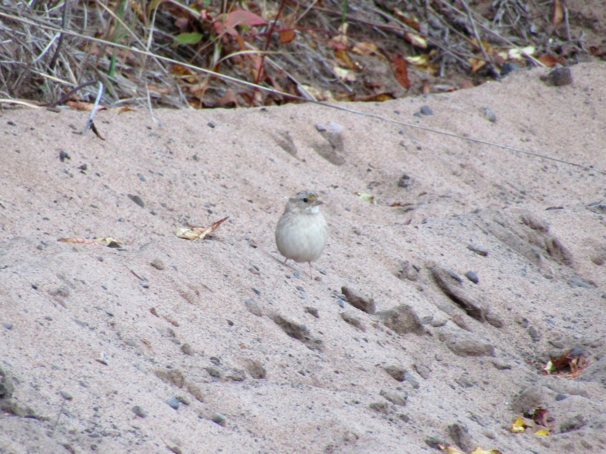 White-throated Sparrow - ML642091663