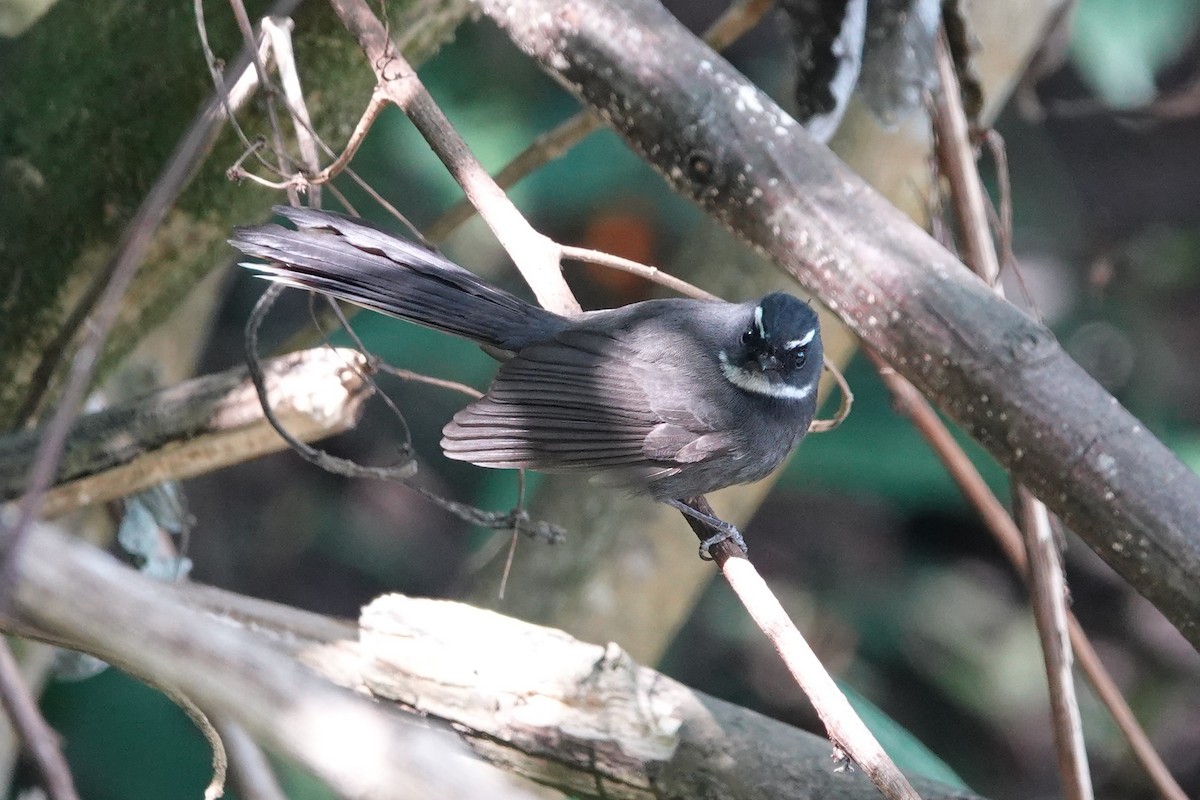 White-throated Fantail - ML642091665