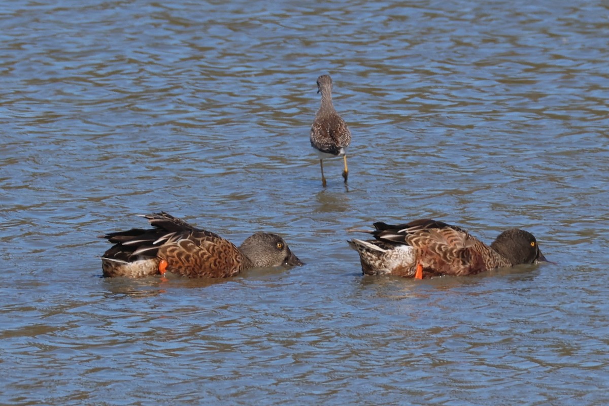 Canard souchet - ML642091669