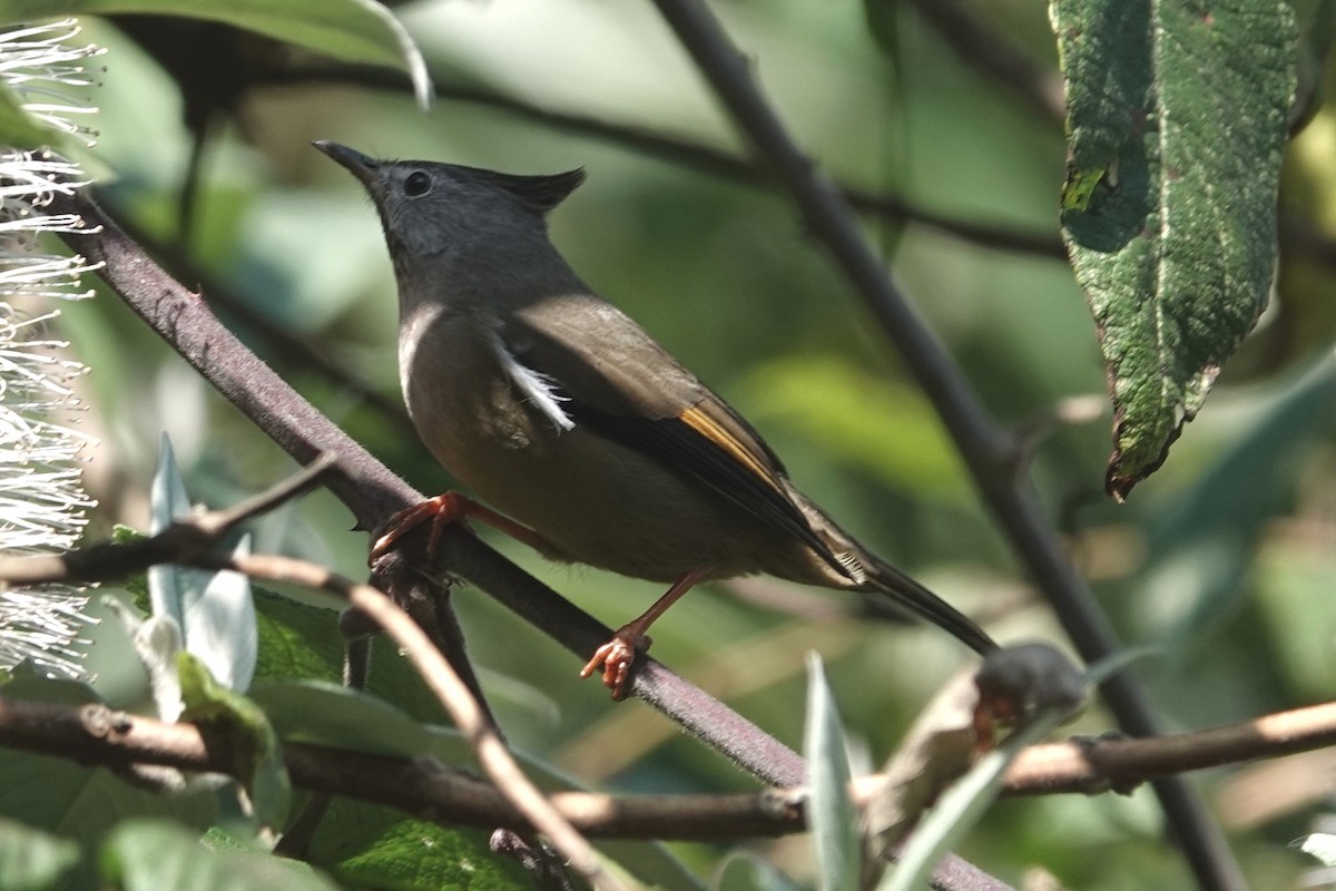 Stripe-throated Yuhina - ML642091670