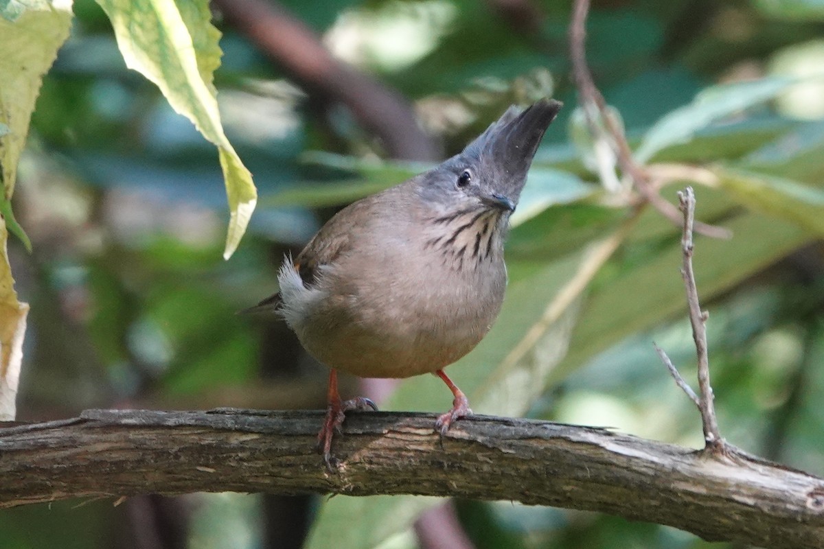 Stripe-throated Yuhina - ML642091671