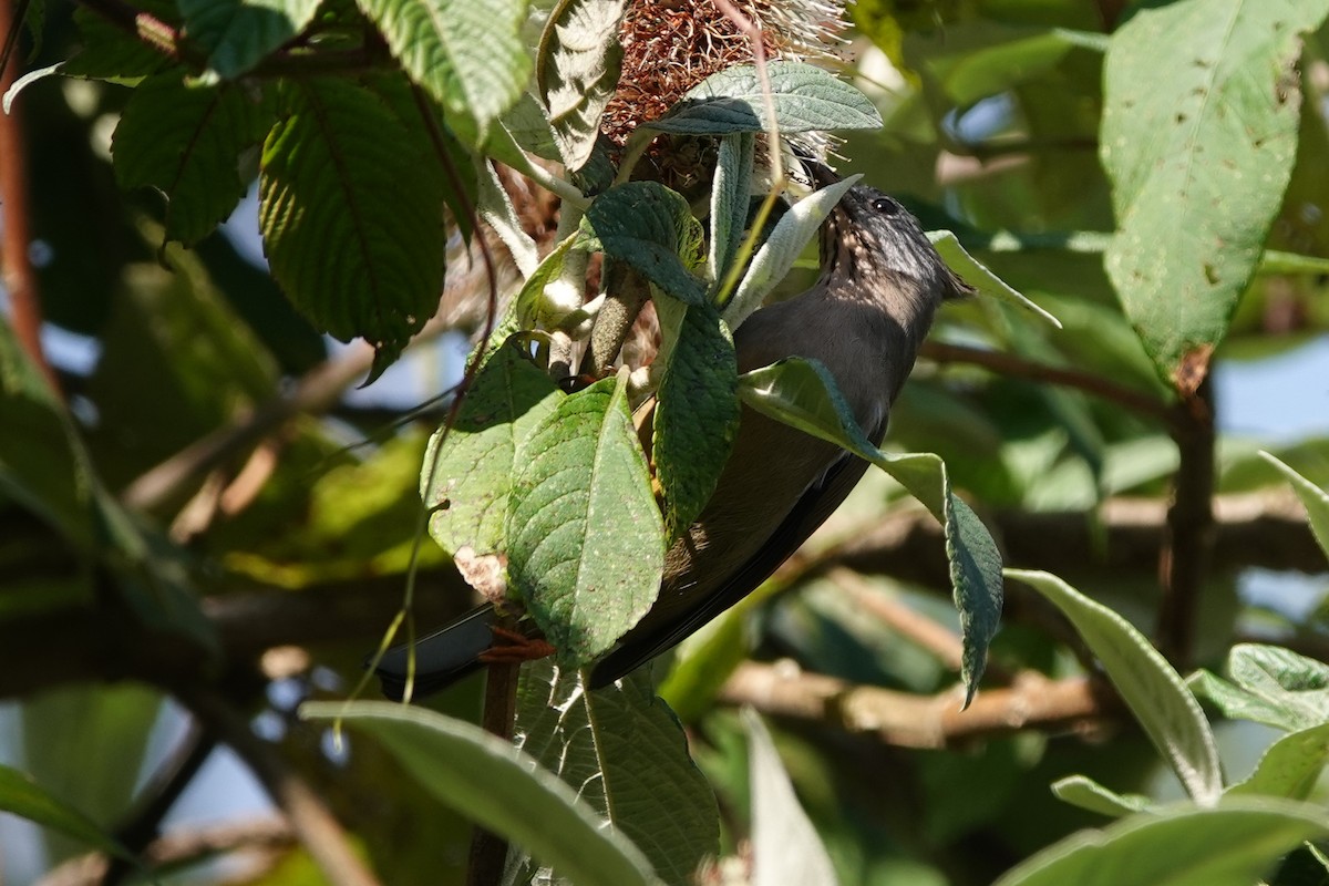 Stripe-throated Yuhina - ML642091672
