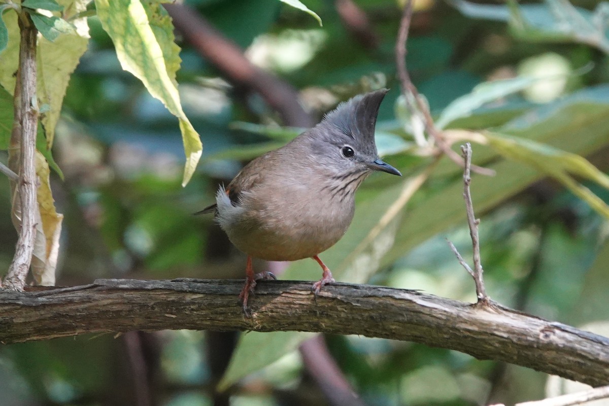 Stripe-throated Yuhina - ML642091673