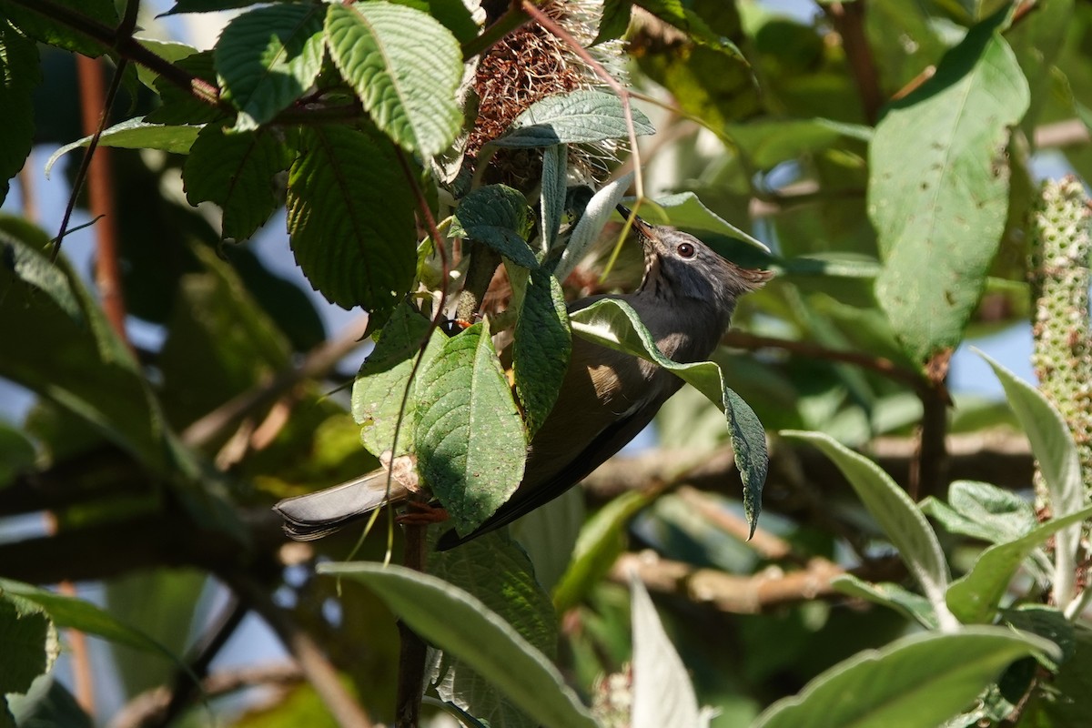 Stripe-throated Yuhina - ML642091675