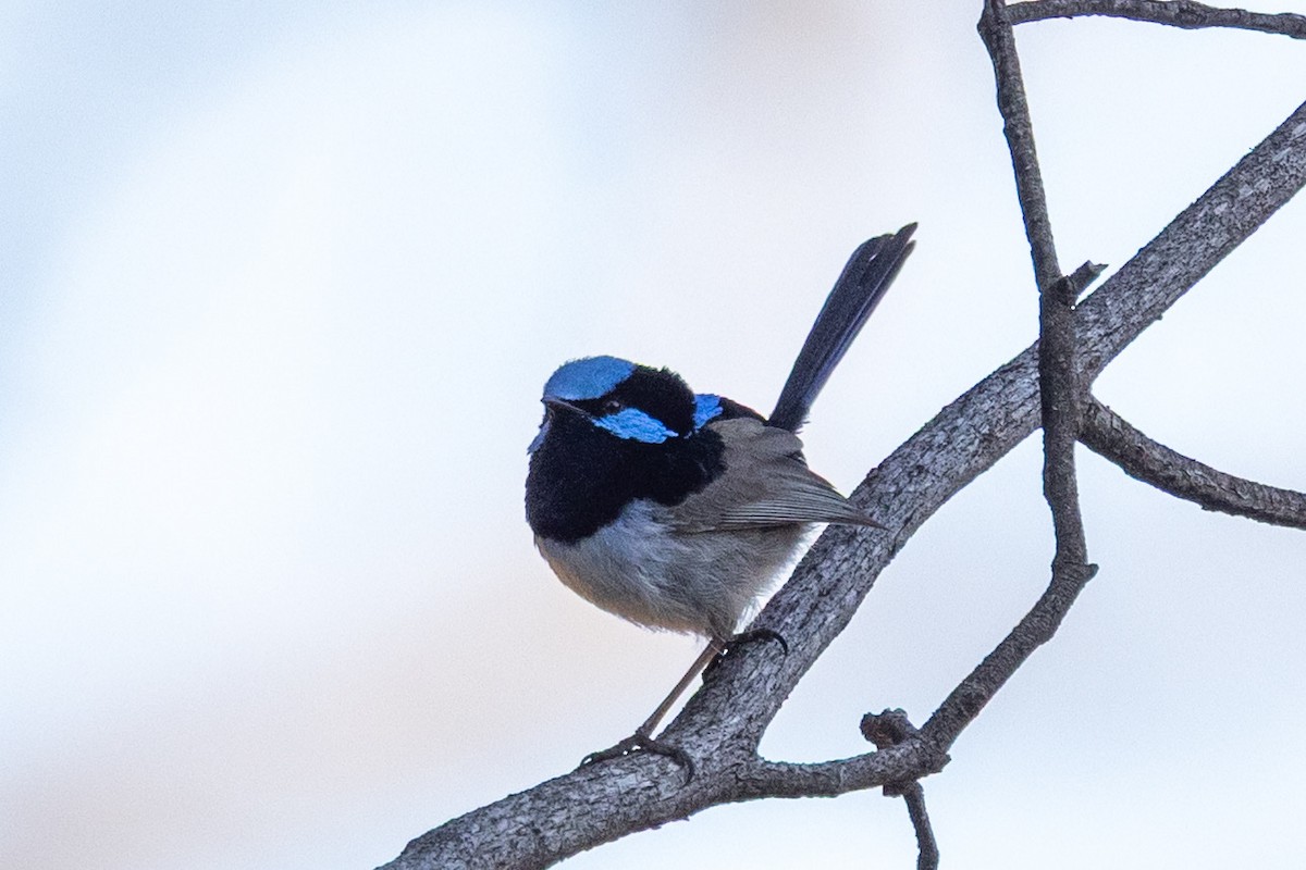 Superb Fairywren - ML642091681
