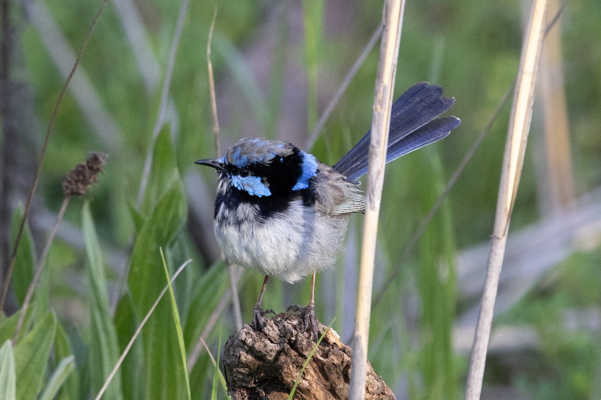 Superb Fairywren - ML642091682