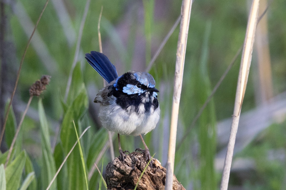 Superb Fairywren - ML642091683