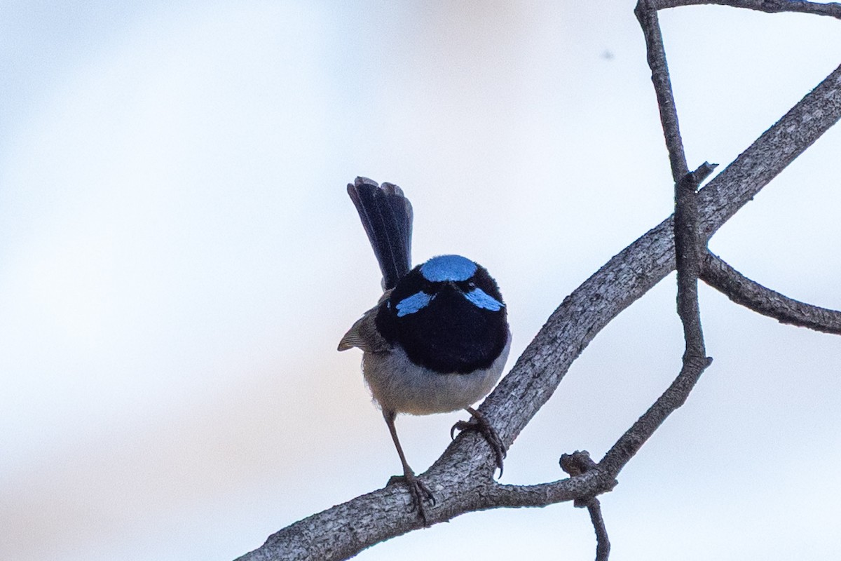 Superb Fairywren - ML642091684