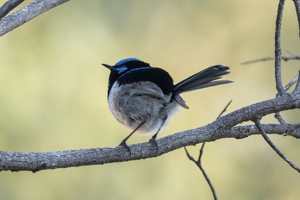 Superb Fairywren - ML642091685