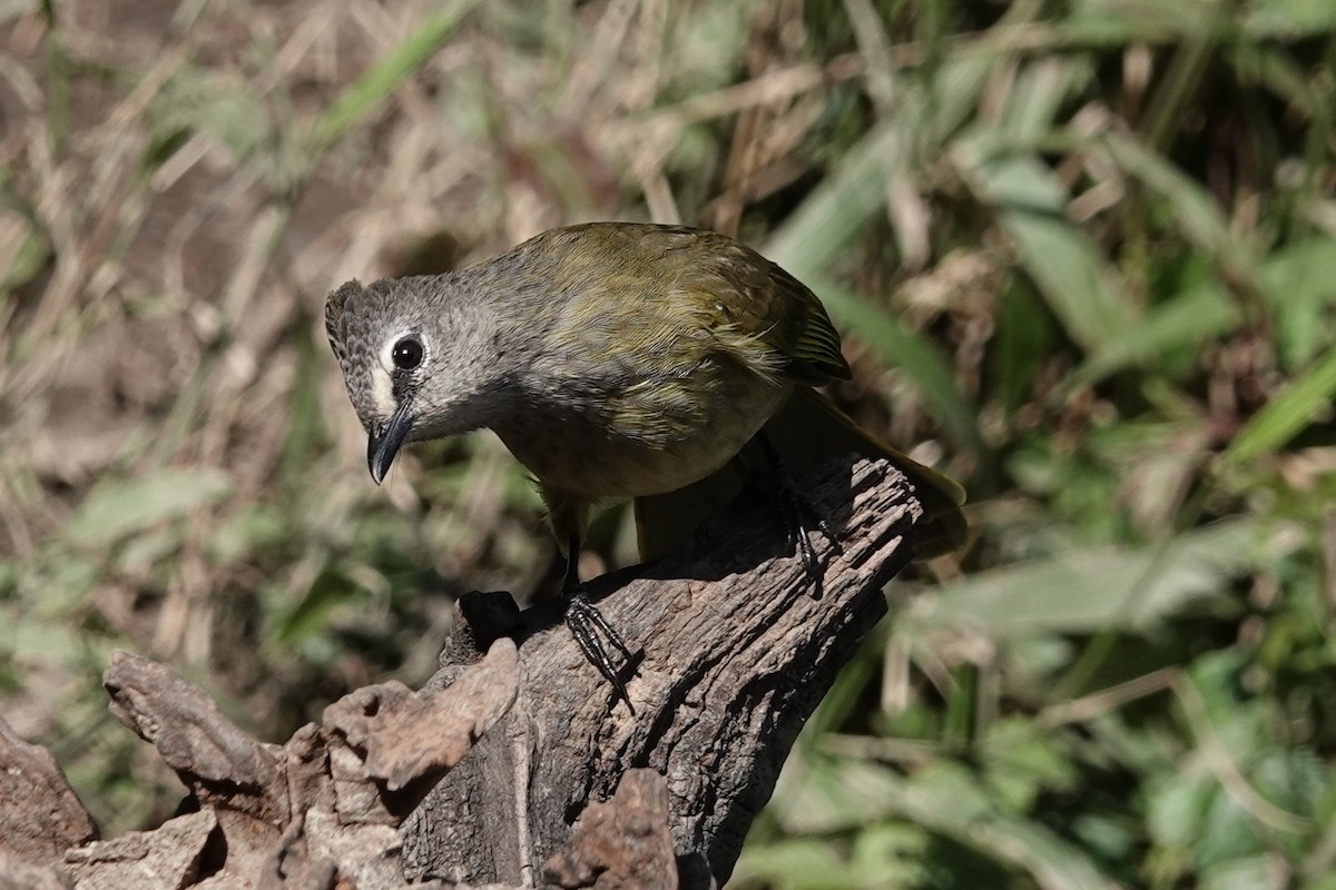 Flavescent Bulbul - ML642091690
