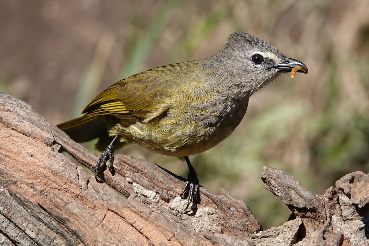 Flavescent Bulbul - ML642091692