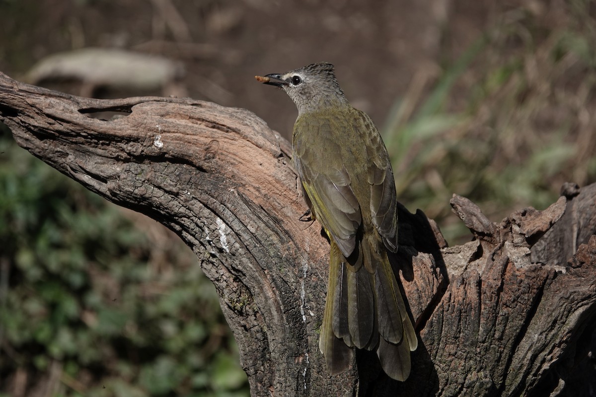 Flavescent Bulbul - ML642091694
