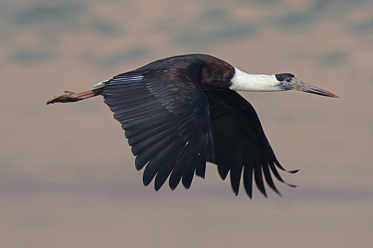 Asian Woolly-necked Stork - ML642091697