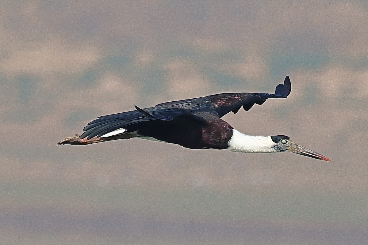 Asian Woolly-necked Stork - ML642091698