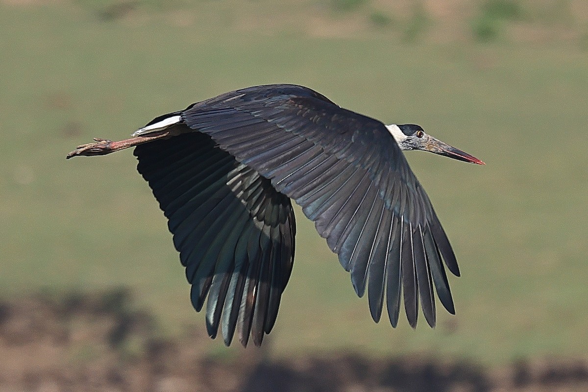 Asian Woolly-necked Stork - ML642091699