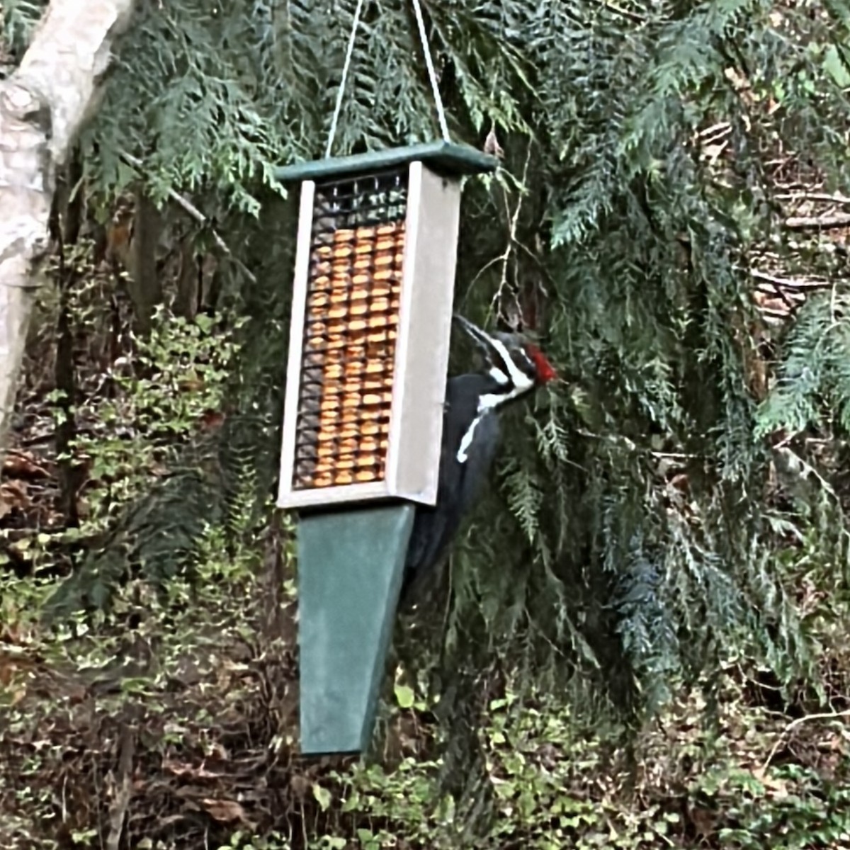 Pileated Woodpecker - ML642091700