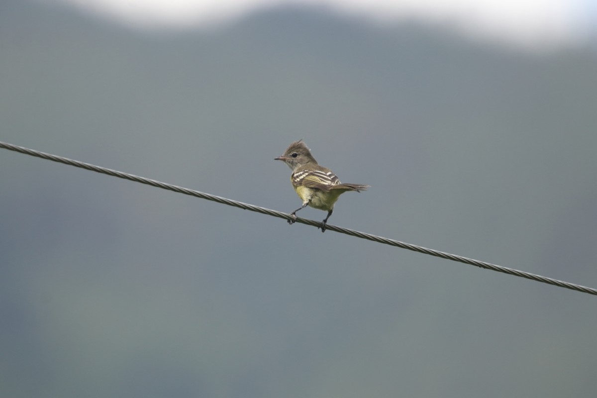 Yellow-bellied Elaenia - ML642091703
