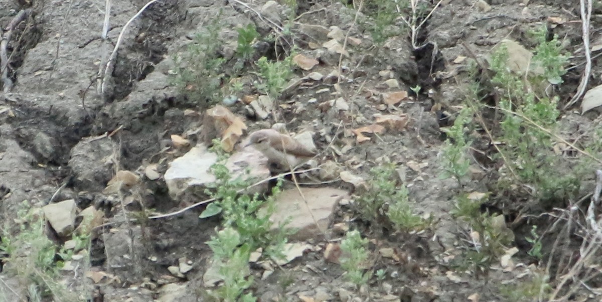Rock Wren - ML642091704