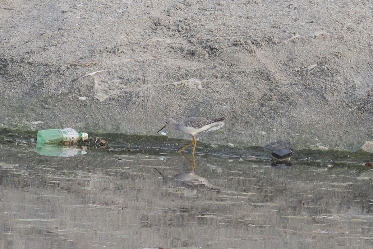 Greater Yellowlegs - ML642091706