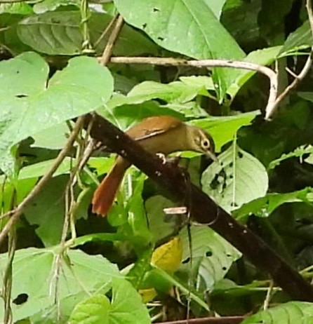 Scaly-throated Foliage-gleaner - ML642091713