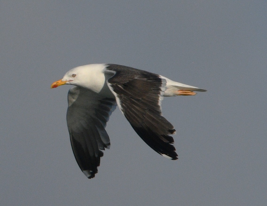 Lesser Black-backed Gull - ML642091718