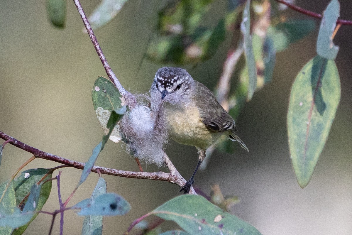 Yellow-rumped Thornbill - ML642091721