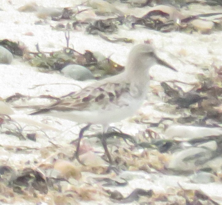 White-rumped Sandpiper - ML642091722