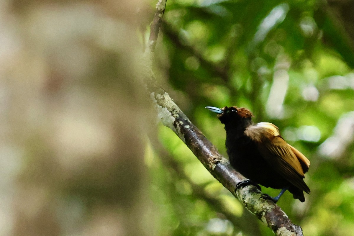 Magnificent Bird-of-Paradise - ML642091724