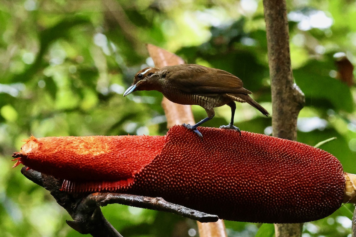 Magnificent Bird-of-Paradise - ML642091729