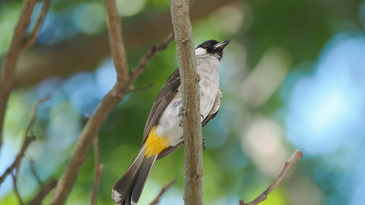 Sooty-headed Bulbul - ML642091730