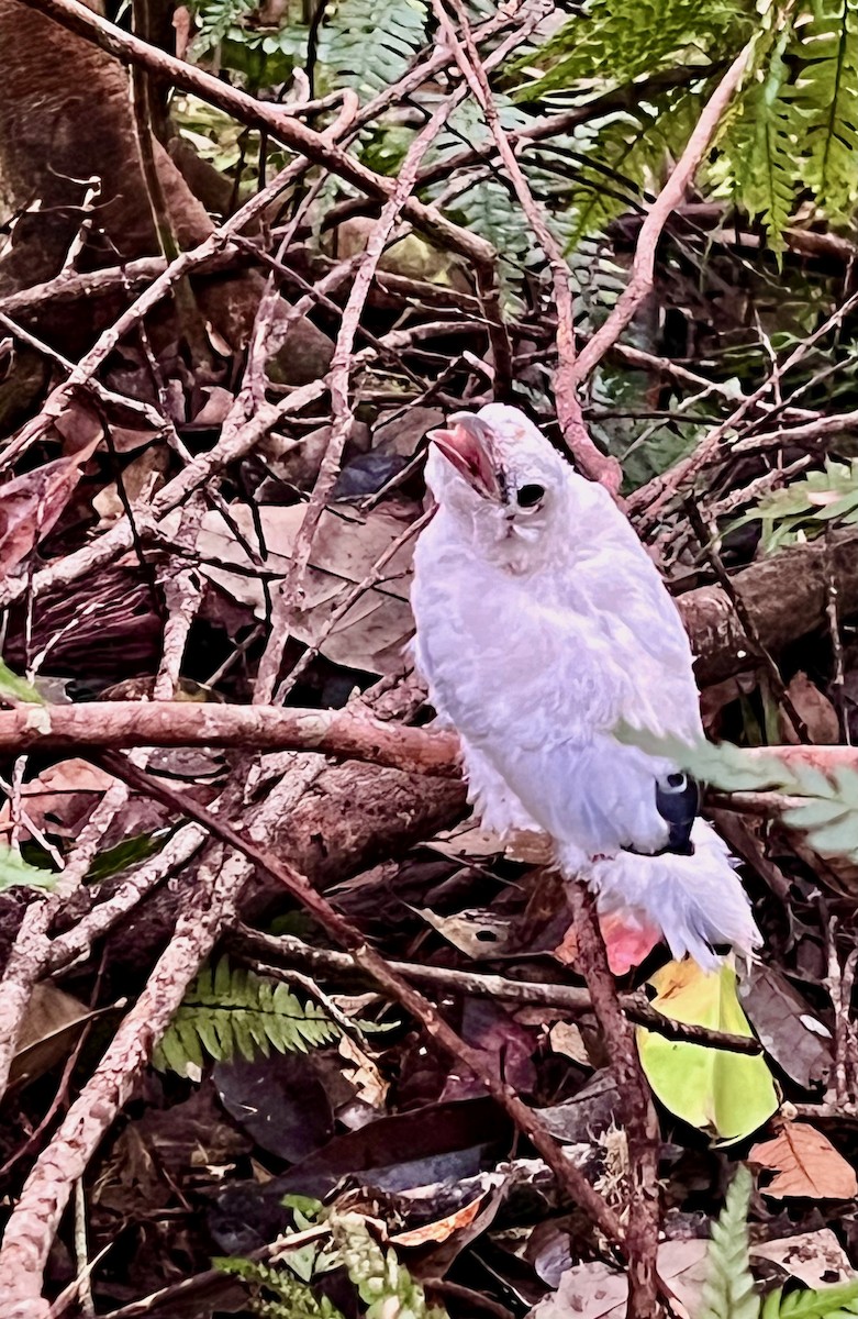 Black-bellied Cicadabird - ML642091731