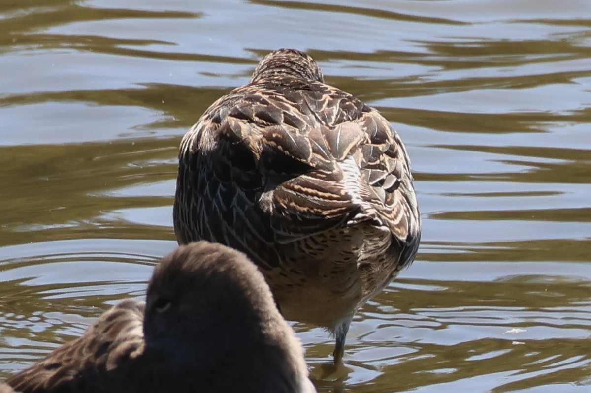 Short-billed Dowitcher - ML642091733