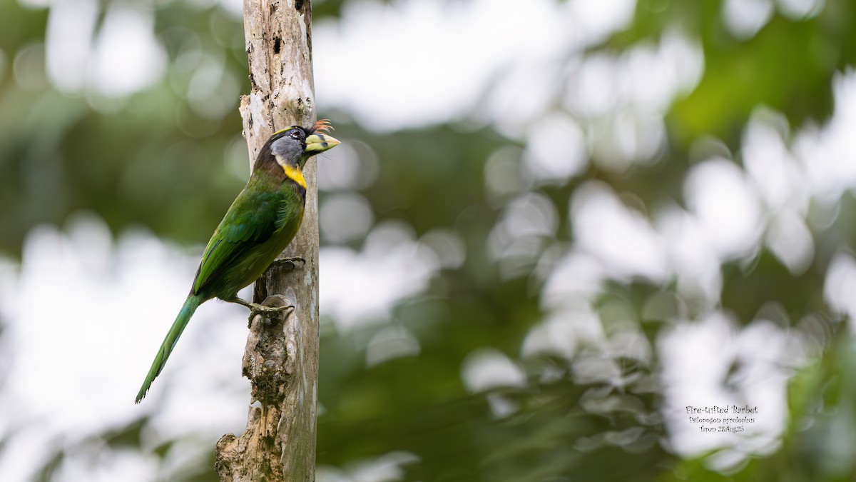 Fire-tufted Barbet - ML642091734