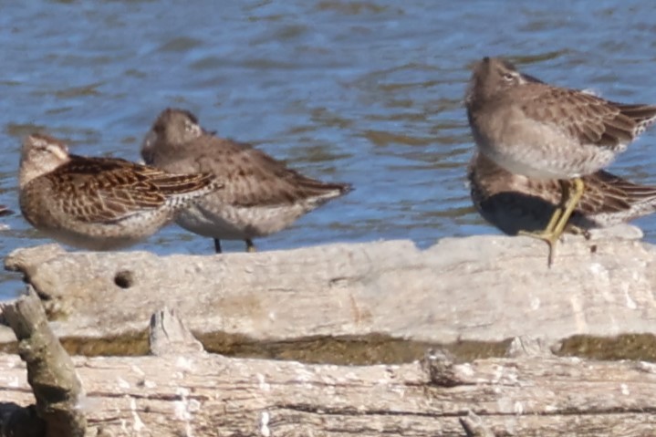 Short-billed Dowitcher - ML642091735
