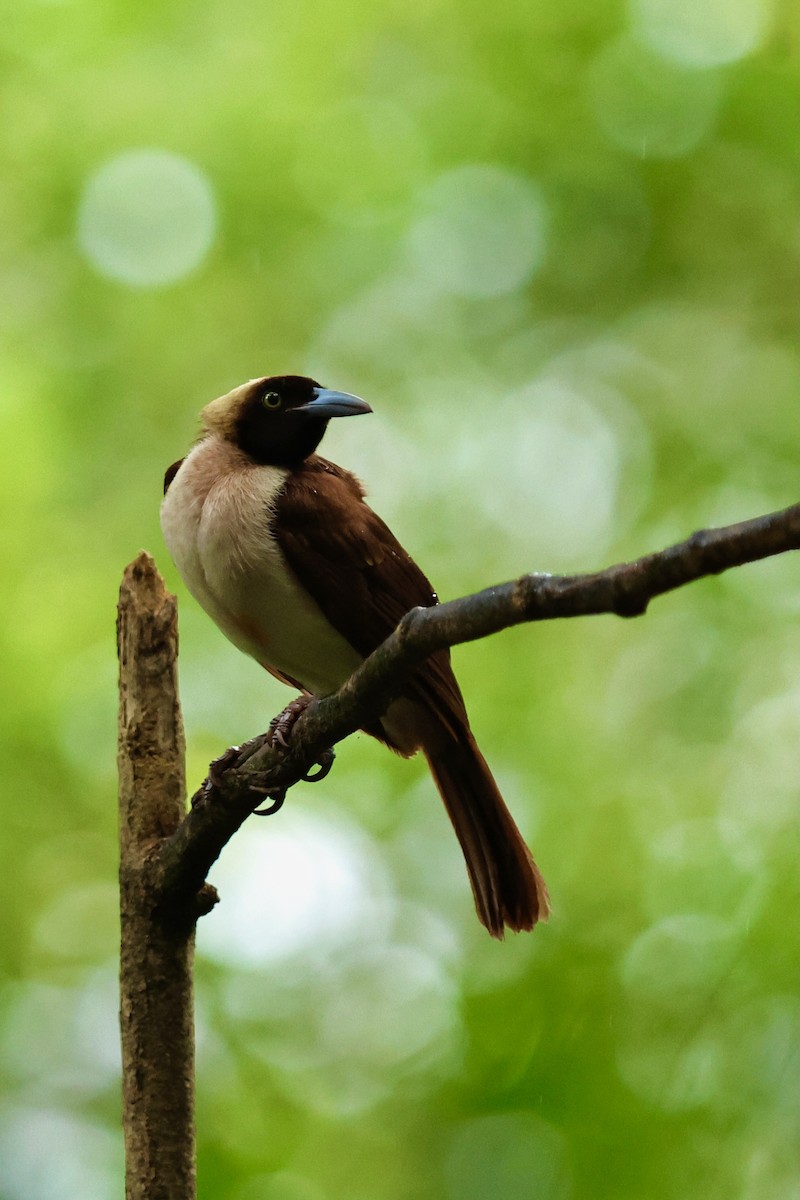 Lesser Bird-of-Paradise - ML642091739