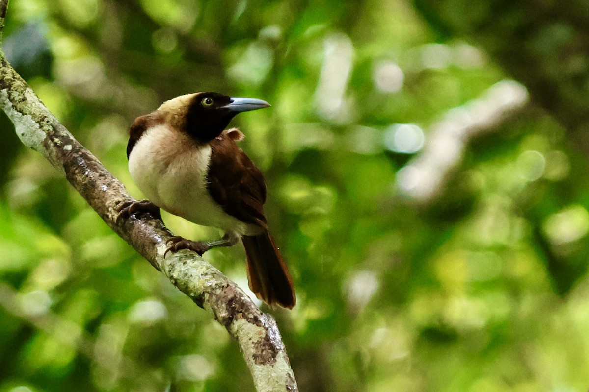 Lesser Bird-of-Paradise - ML642091740