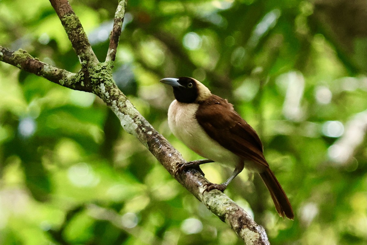 Lesser Bird-of-Paradise - ML642091742
