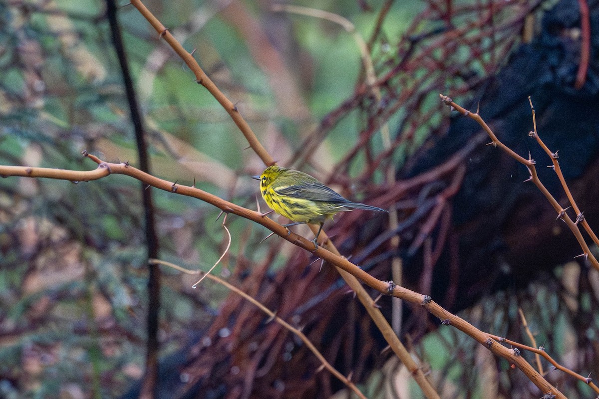 Prairie Warbler - ML642091744