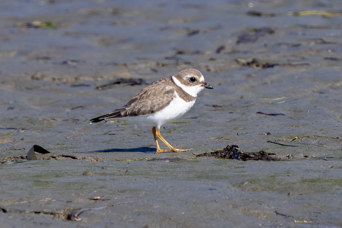 Semipalmated Plover - ML642091745