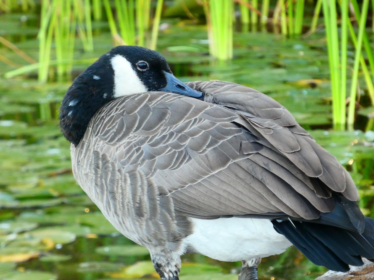 Canada Goose - ML642091747