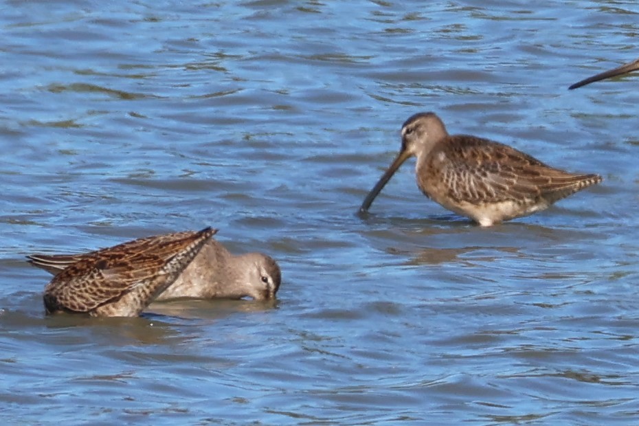 Short-billed Dowitcher - ML642091748