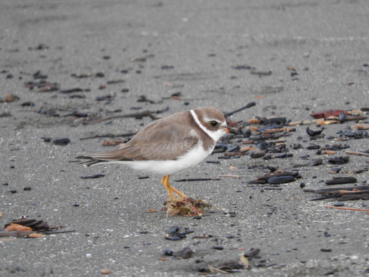 Semipalmated Plover - ML642091753
