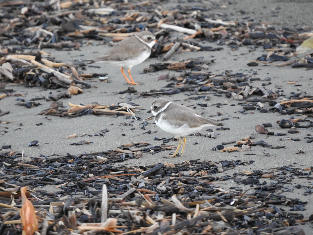 Semipalmated Plover - ML642091754