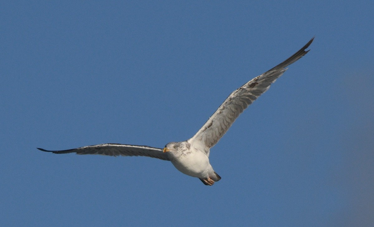 Lesser Black-backed Gull - ML642091762
