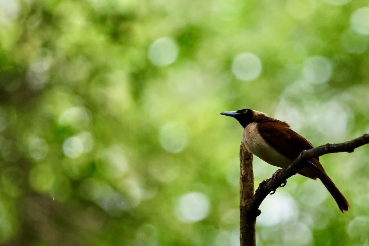 Lesser Bird-of-Paradise - ML642091772