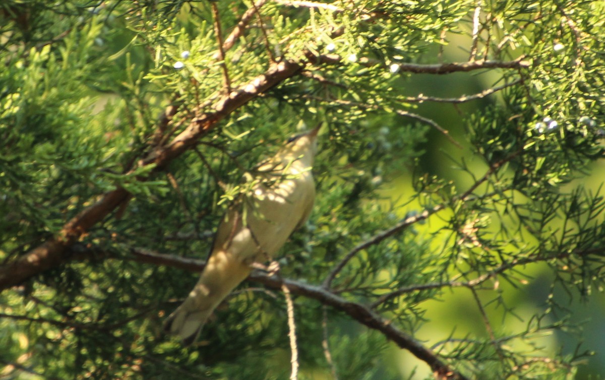 Bay-breasted Warbler - ML642091779