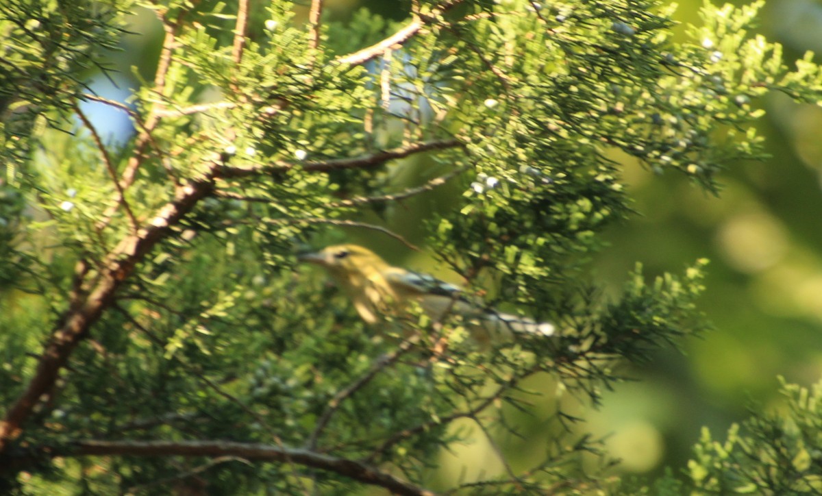 Bay-breasted Warbler - ML642091780